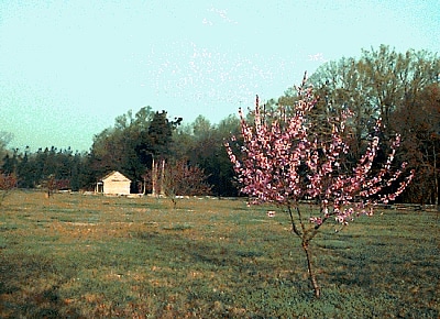 peach orchard